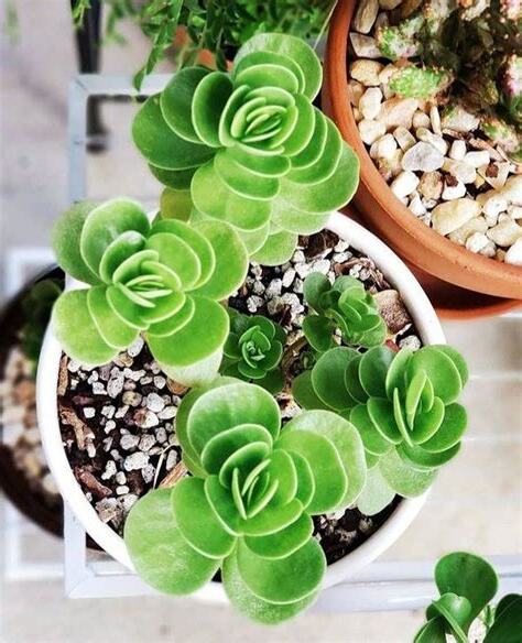 招財 植物